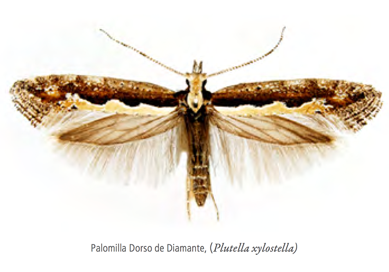 Polilla de crucíferas (Plutella xylostella)